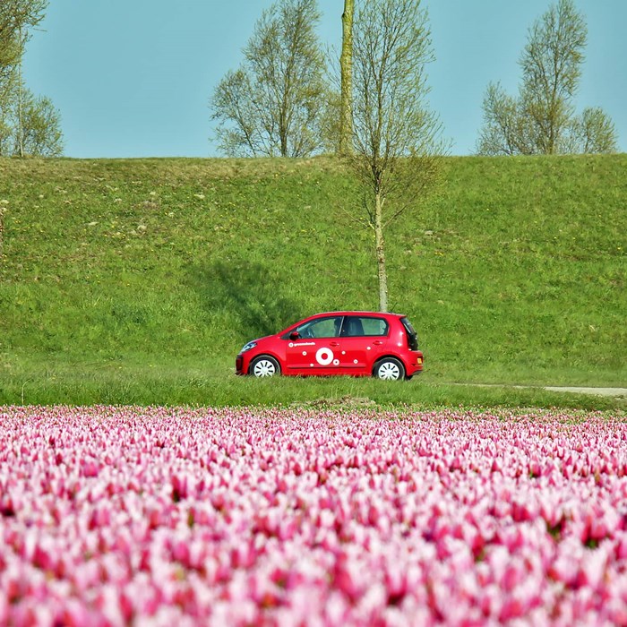 Greenwheels auto bollenveld bloemen lente 2021