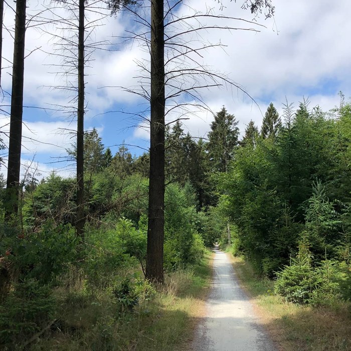 Natuurgebied Drents Friese Wold in de herfst - tip voor herfstwandeling Greenwheels