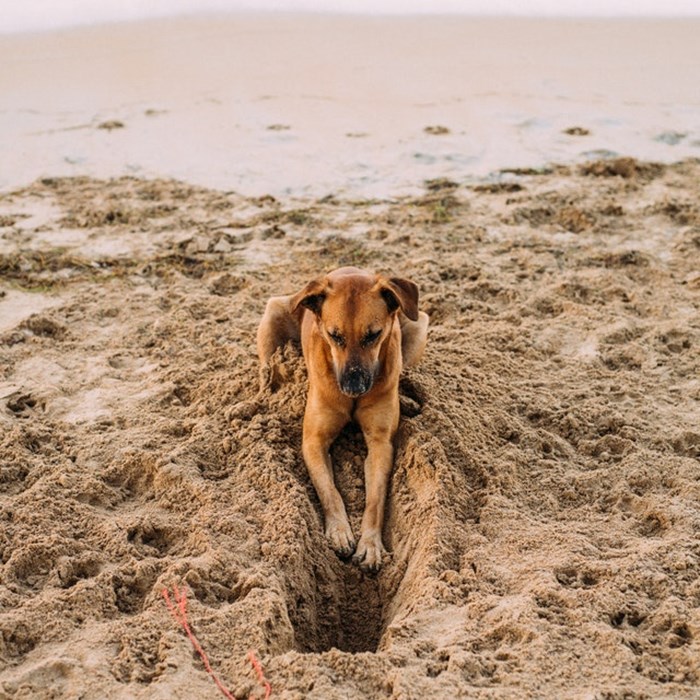 Hond speelt op strand Den Haag Scheveningen autodelen