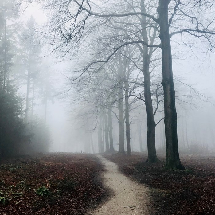 Wandeling in mist in herfst en winter in de natuur