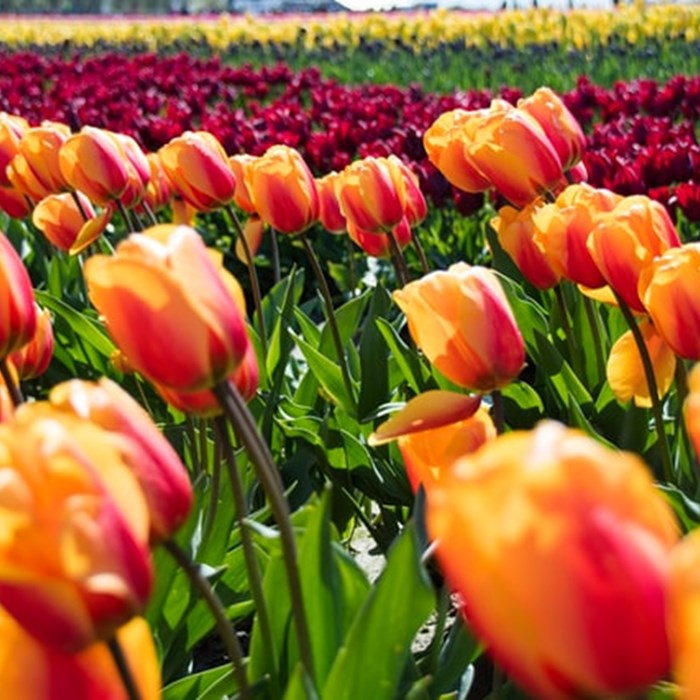 Tulpen voorjaar bloemenveld bollenveld bloembollen lente