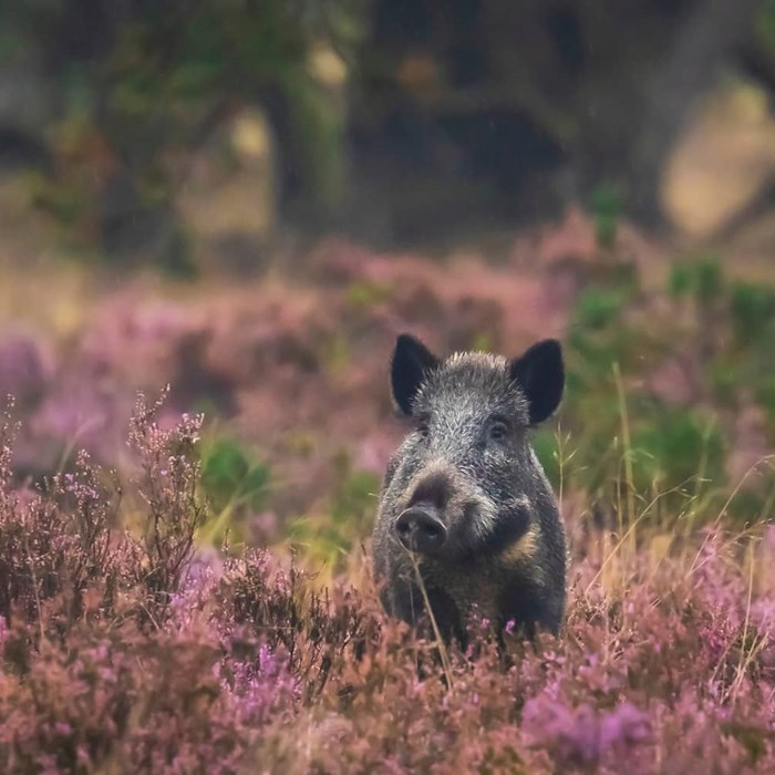 Natuurgebied Hoge Veluwe met wilde zwijnen - herfstwandeling tip Greenwheels