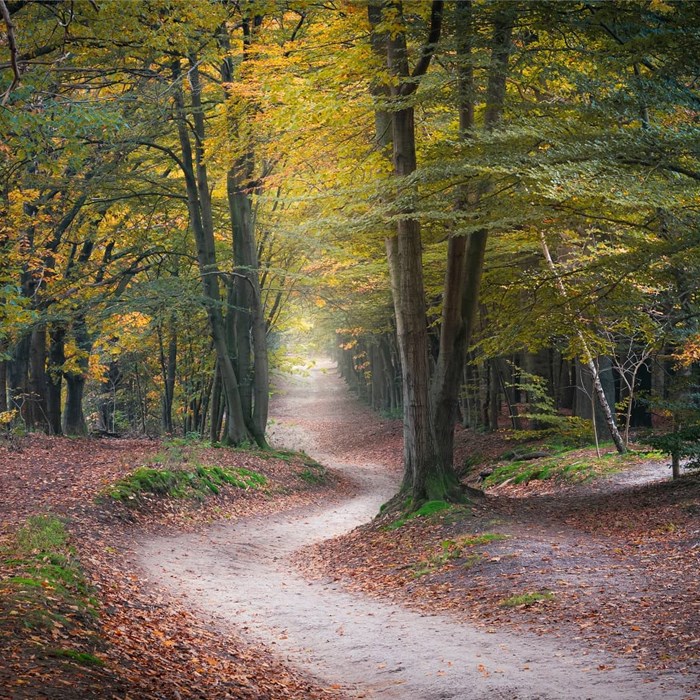 Natuurgebied Kaapse Bossen in de herfst - tip voor herfstwandeling Greenwheels