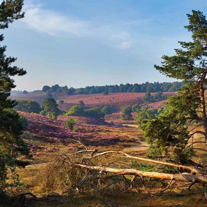 Natuurgebied Posbank in de herfst bloeiende heide