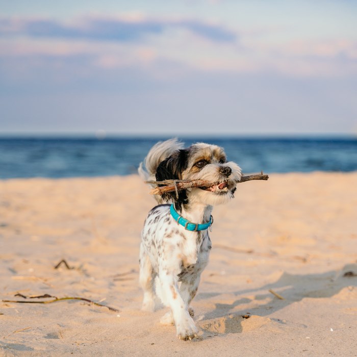 Hond Op Strand