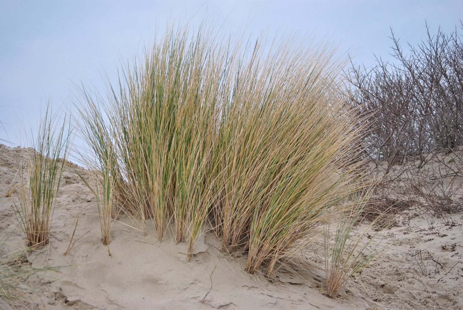 Strand Duinen Vakantie Nederland Eilandhoppen