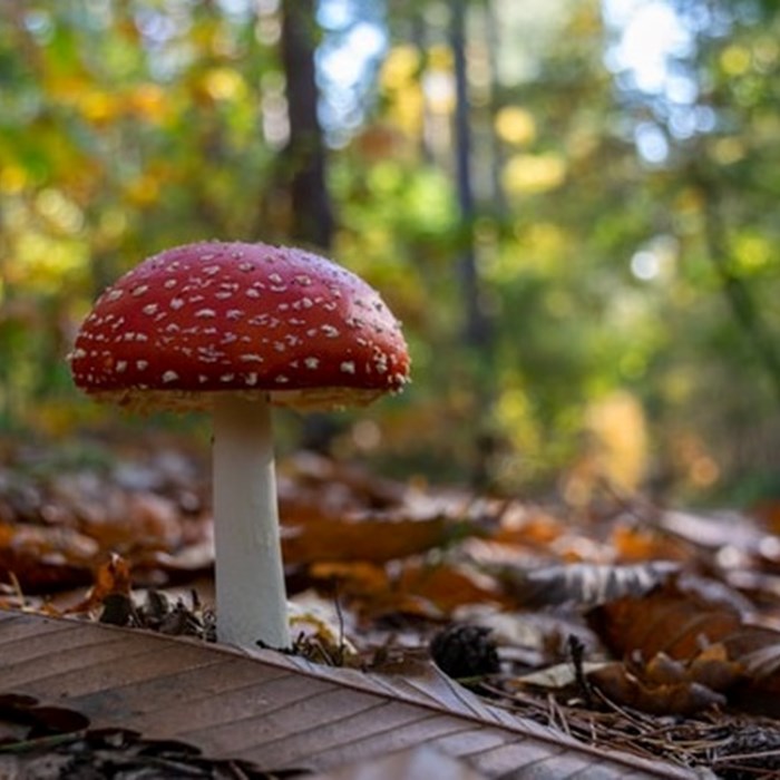 Paddenstoel in bos rood met witte stippen