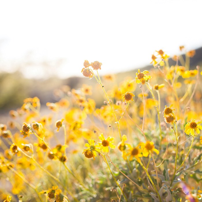 Heide met zomerbloemen zomerse rit met Greenwheels