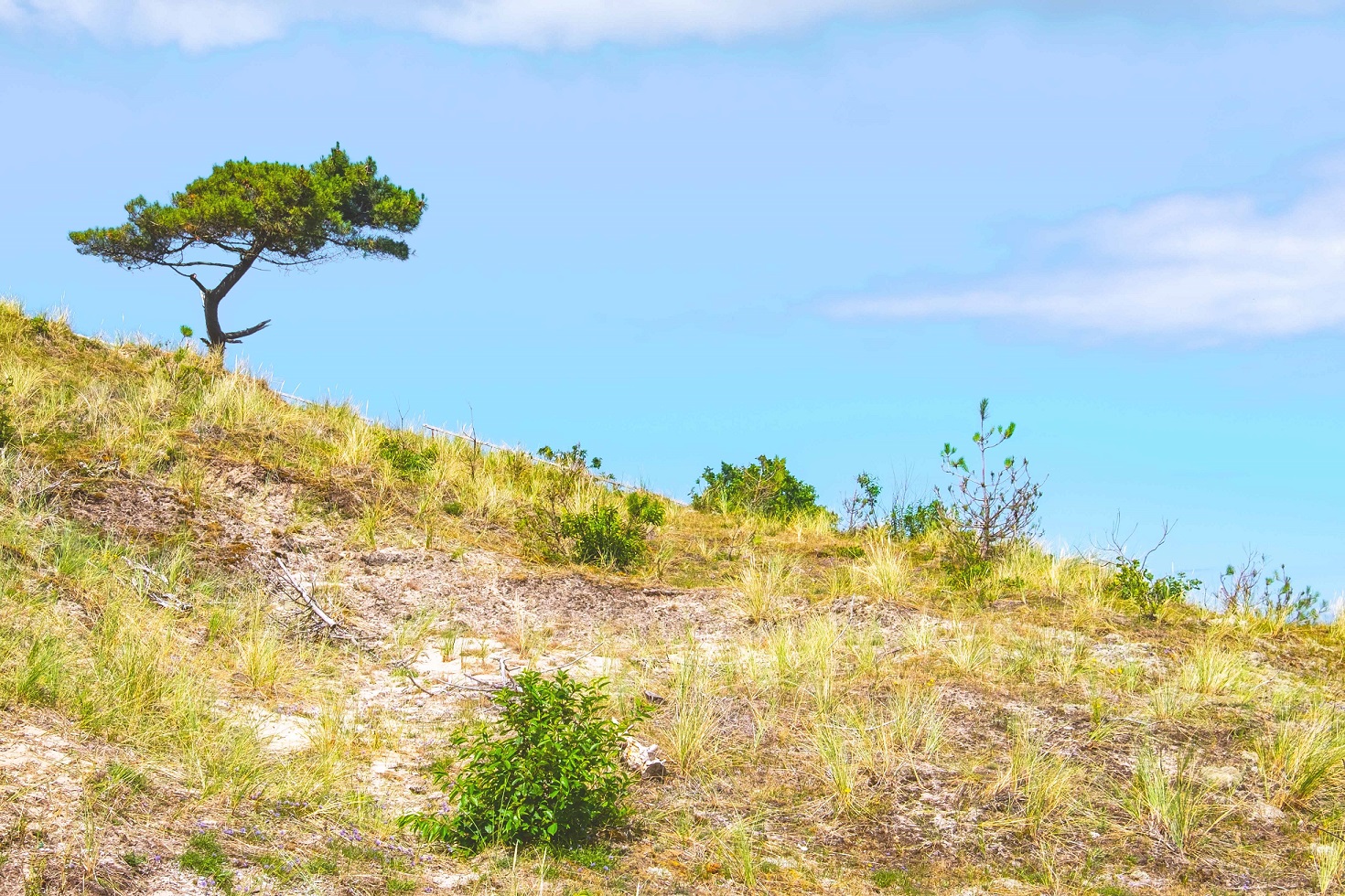 Waddeneiland zomervakantie Greenwheels vakantie eiland zomer Ameland