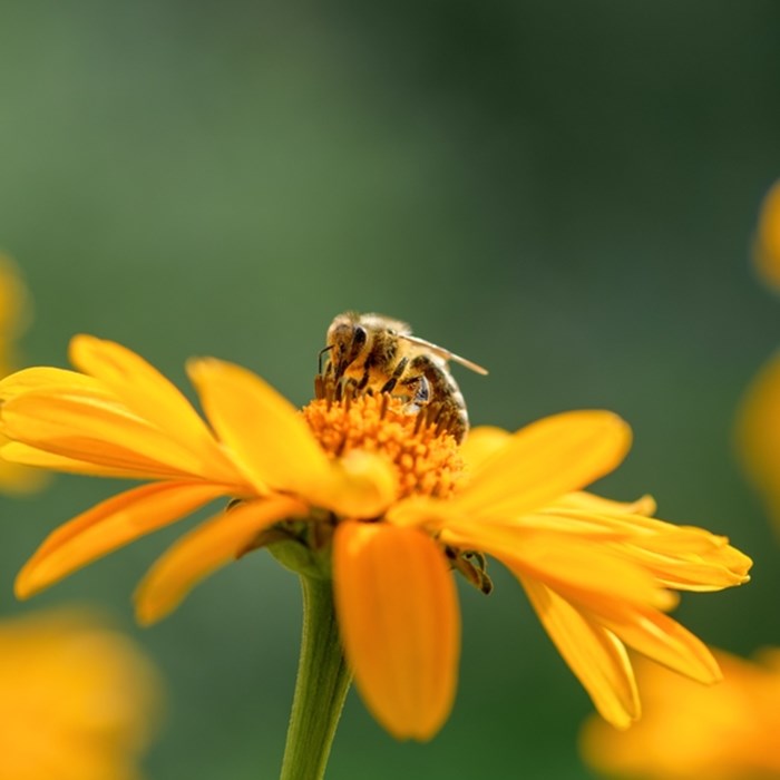 Om de biodiversiteit te helpen plaatst Greenwheels rond de Klimaatweek 2023 500 Flower Stations met Goudsbloem-zaadjes.