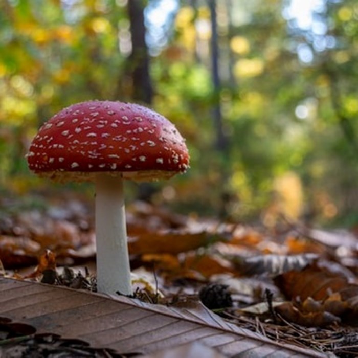 Paddenstoel in bos herfst